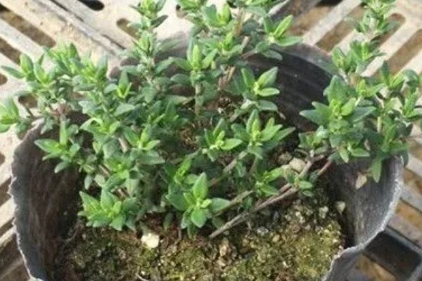 百里香的修剪方法，主要是对幼芽进行摘心处理