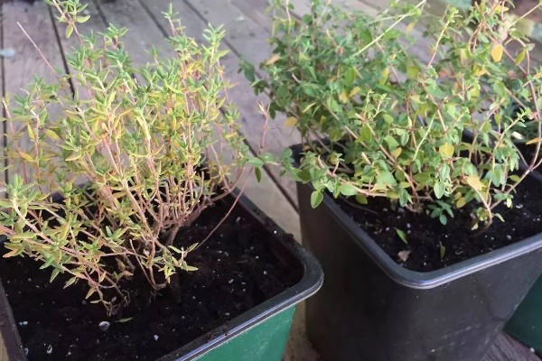 百里香的修剪方法，主要是对幼芽进行摘心处理