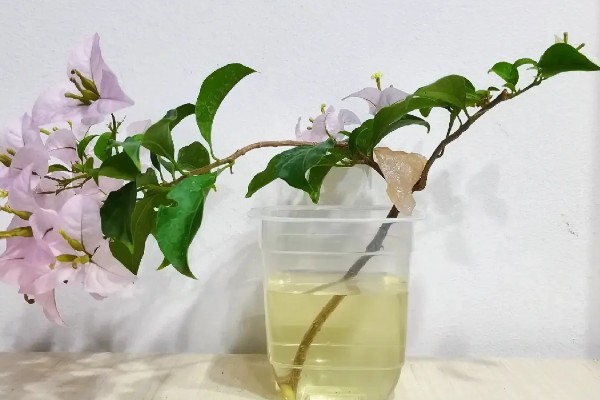 三角梅能不能水培,水中要添加营养液