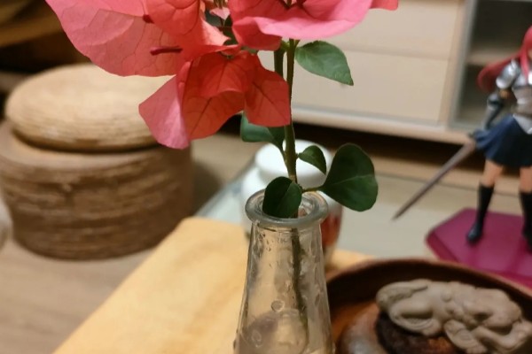三角梅能不能水培,水中要添加营养液