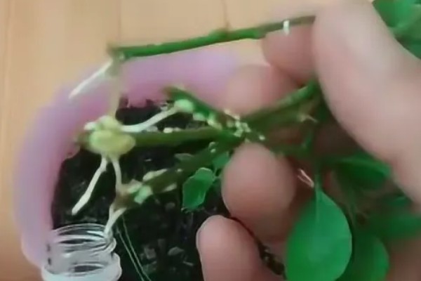 三角梅能不能水培,水中要添加营养液