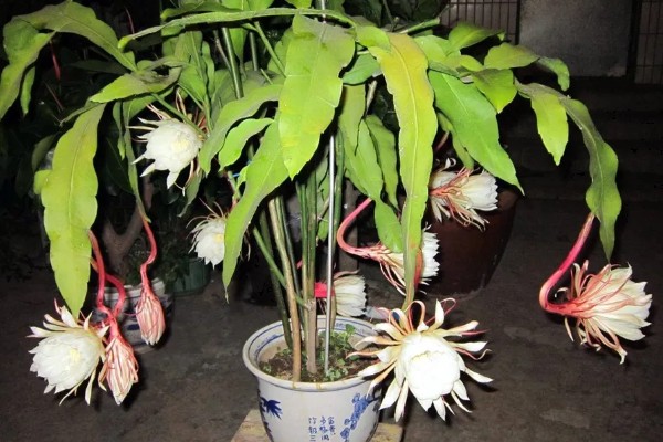 昙花被冻了如何处理，需要移置到室内培养