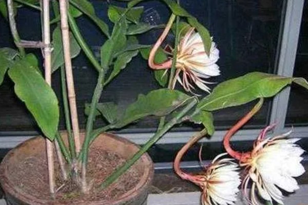 昙花被冻了如何处理，需要移置到室内培养