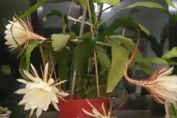 昙花被冻了如何处理，需要移置到室内培养