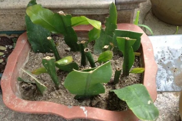 昙花被冻了如何处理，需要移置到室内培养