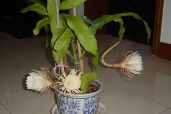 昙花被冻了如何处理，需要移置到室内培养