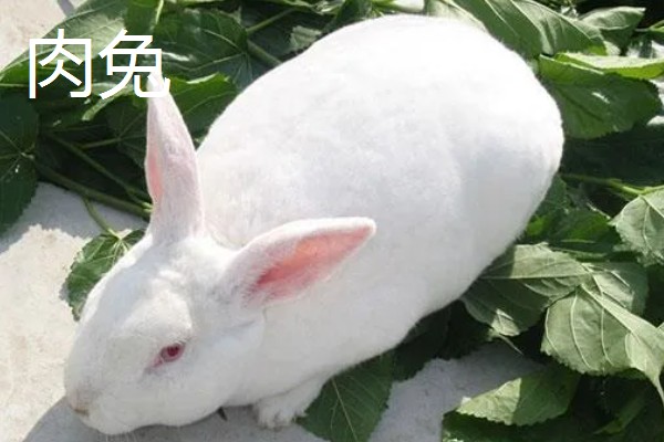 宠物兔和肉兔的区别，价值、寿命、智力等方面不同