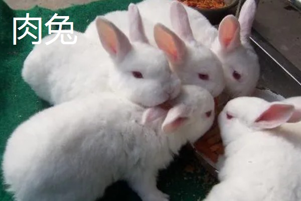 宠物兔和肉兔的区别，价值、寿命、智力等方面不同