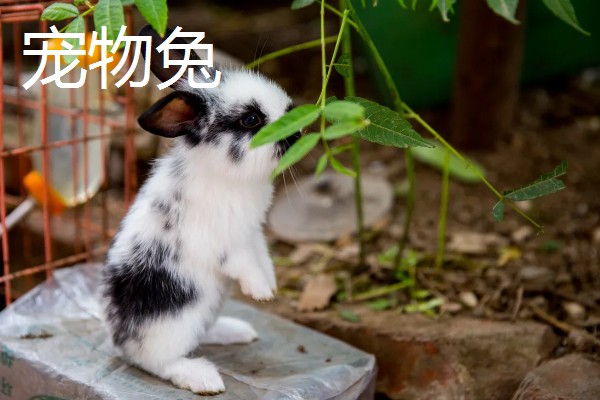 宠物兔和肉兔的区别，价值、寿命、智力等方面不同