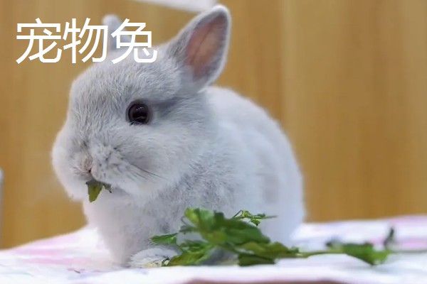 宠物兔和肉兔的区别，价值、寿命、智力等方面不同