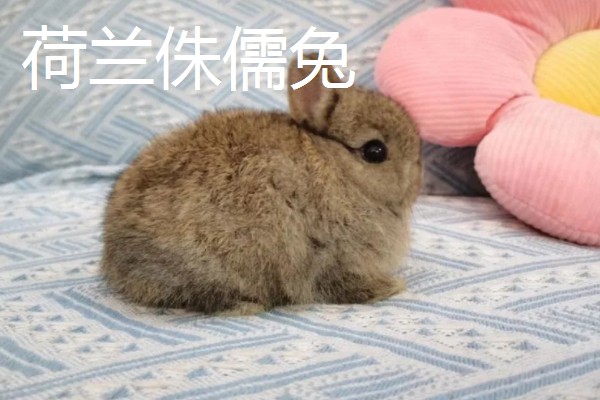 宠物兔和肉兔的区别，价值、寿命、智力等方面不同