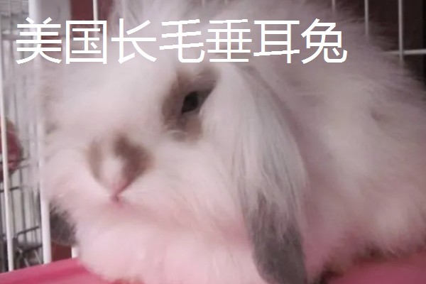 宠物兔和肉兔的区别，价值、寿命、智力等方面不同