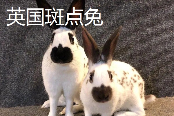 宠物兔和肉兔的区别，价值、寿命、智力等方面不同