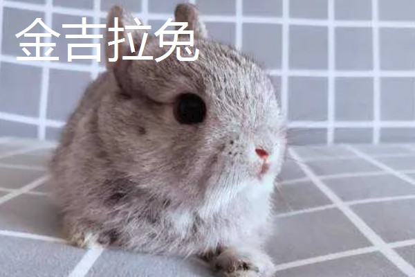 宠物兔和肉兔的区别，价值、寿命、智力等方面不同