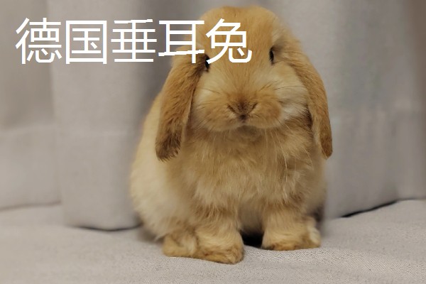 宠物兔和肉兔的区别，价值、寿命、智力等方面不同