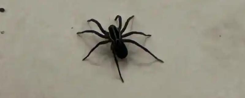 蜘蛛的天敌，有蟾蜍、蛙、蜥蜴等