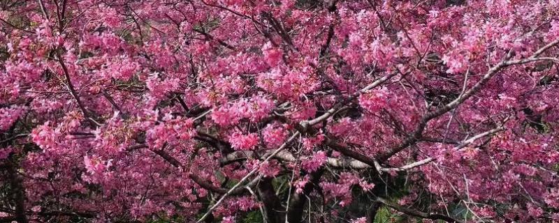 樱花属于哪种树的花，生长在小乔木上面