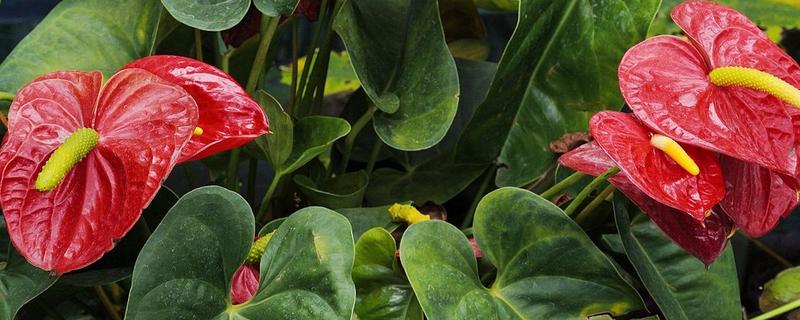 鹅掌花的养殖方法，要为其浇灌未遭受污染的天然水