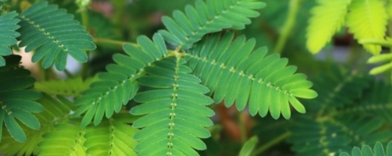 含羞草什么时候闭合和张开，清晨张开晚上闭合