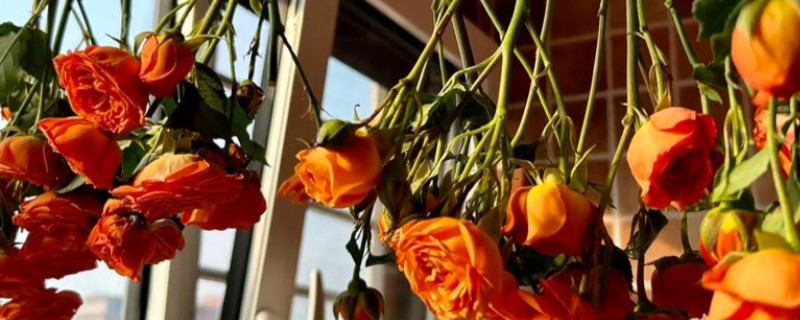 冬天做干花所需时间，晾晒7-15天就会变干