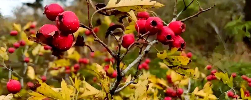 怎么种野山楂，播种前种子用开水烫洗5分钟