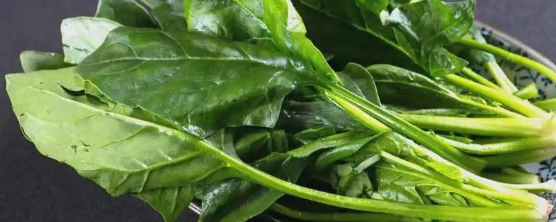 菠菜与油菜的区别，叶片和价值均不同