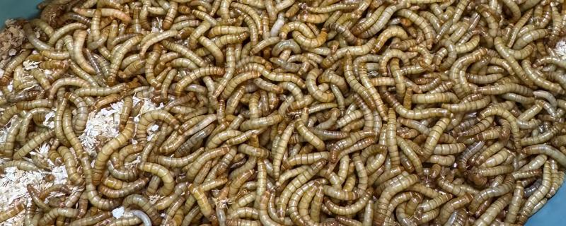 面包虫怎么养殖，养虫箱的温度保持在20-28℃