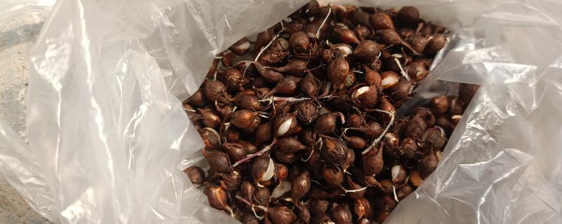 酢浆草的收种方法，果实即将成熟时要套上塑料袋