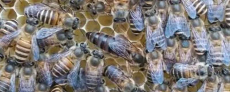 中蜂蜂王出台几天会试飞，要3-4天才认巢和试飞