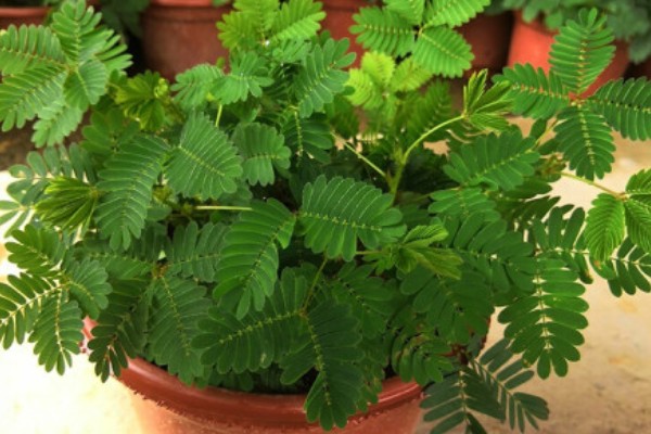 含羞草什么时候闭合和张开，清晨张开晚上闭合