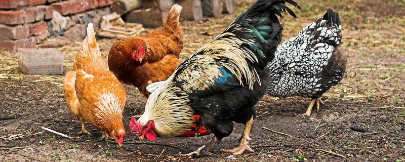 鸡为何吃食少，可能是饲料的适口性较差