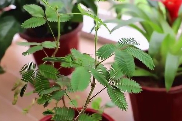 含羞草什么时候闭合和张开，清晨张开晚上闭合