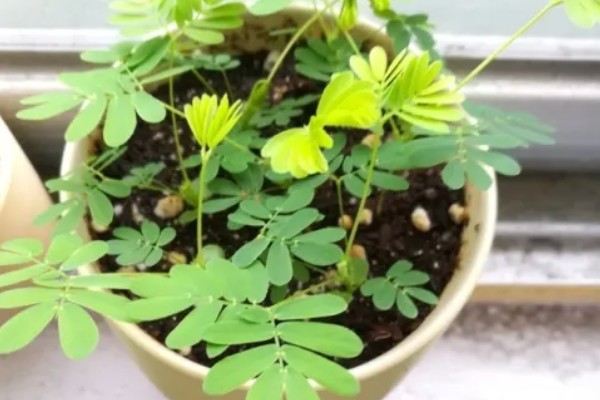 含羞草什么时候闭合和张开，清晨张开晚上闭合