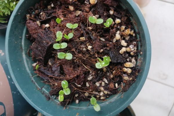 含羞草什么时候闭合和张开，清晨张开晚上闭合