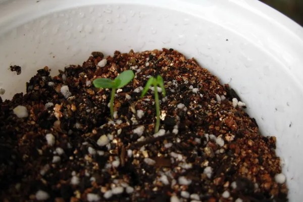 含羞草什么时候闭合和张开，清晨张开晚上闭合