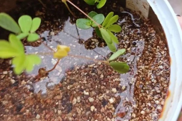 含羞草什么时候闭合和张开，清晨张开晚上闭合