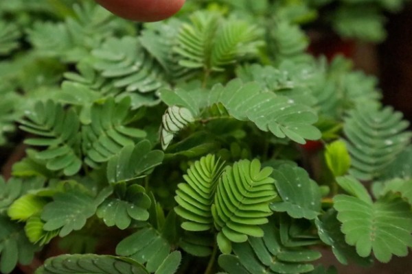 含羞草什么时候闭合和张开，清晨张开晚上闭合