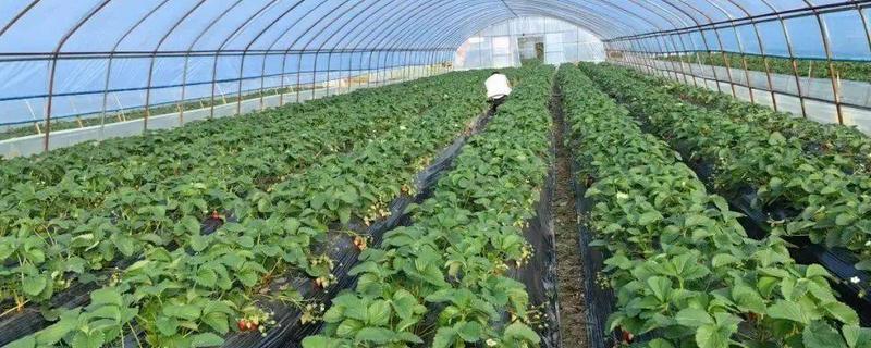 为什么大棚里的草莓要打药，可快速消除病菌