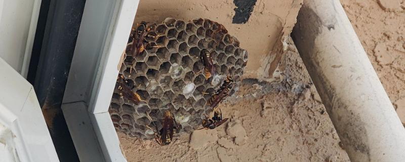 马蜂在窗户角筑巢如何处理，可穿戴防蛰护具捣毁蜂巢