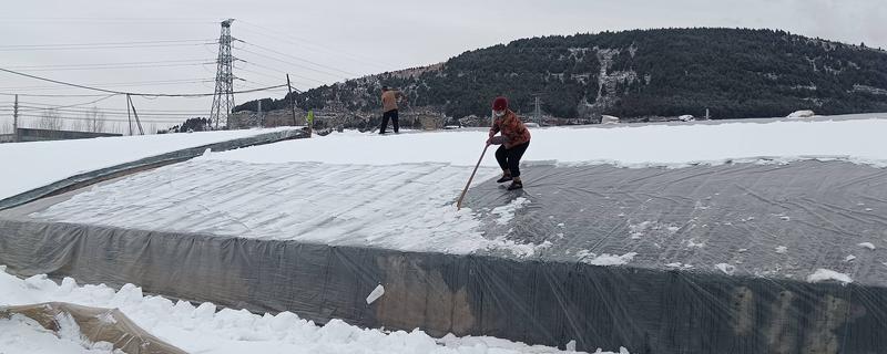 雪后怎么管理大棚蔬菜，清除积雪避免损伤棚膜