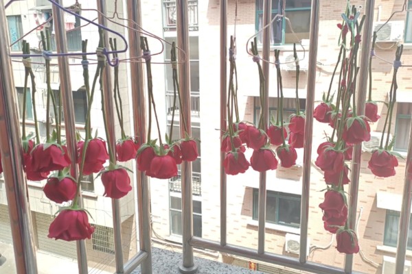 冬天做干花所需时间，晾晒7-15天就会变干