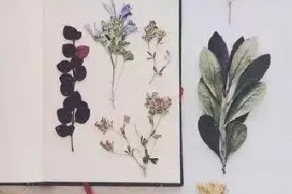 冬天做干花所需时间，晾晒7-15天就会变干