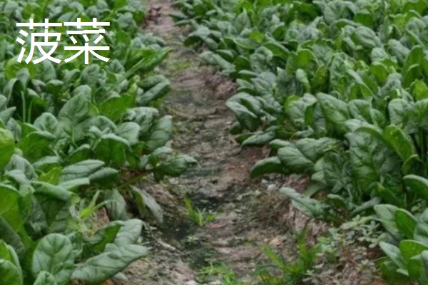 菠菜与油菜的区别，叶片和价值均不同