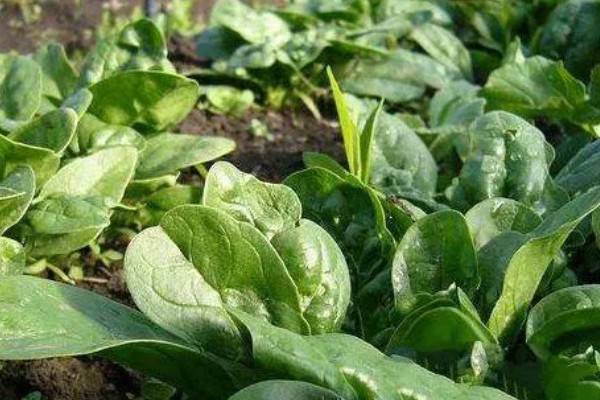 菠菜与油菜的区别，叶片和价值均不同