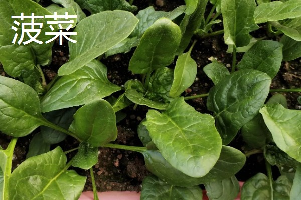 菠菜与油菜的区别，叶片和价值均不同