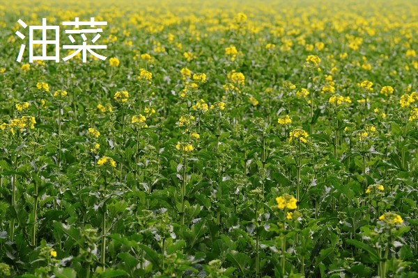 菠菜与油菜的区别，叶片和价值均不同