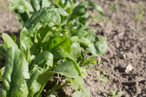 菠菜与油菜的区别，叶片和价值均不同