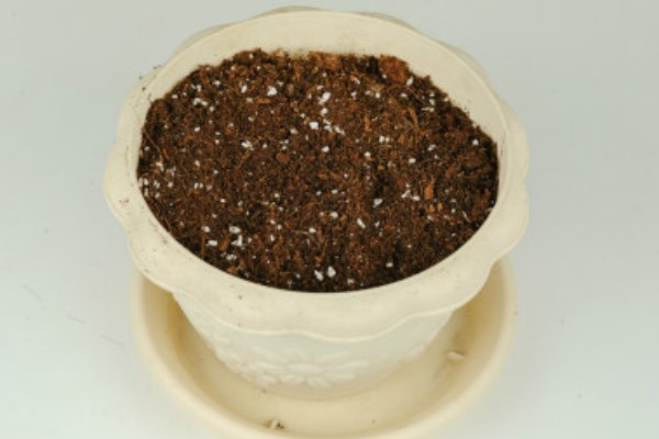 怎么种野山楂，播种前种子用开水烫洗5分钟