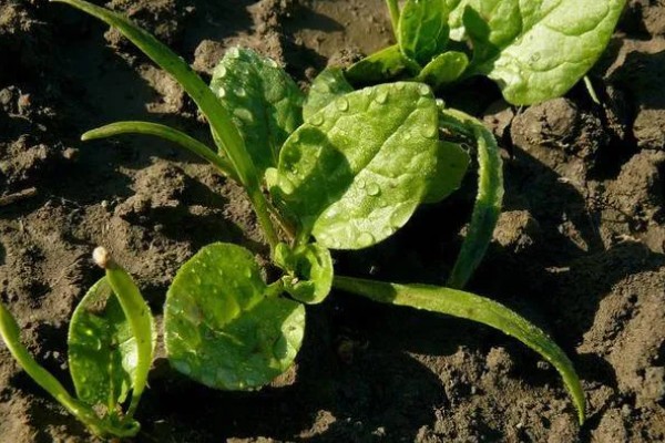 菠菜与油菜的区别，叶片和价值均不同