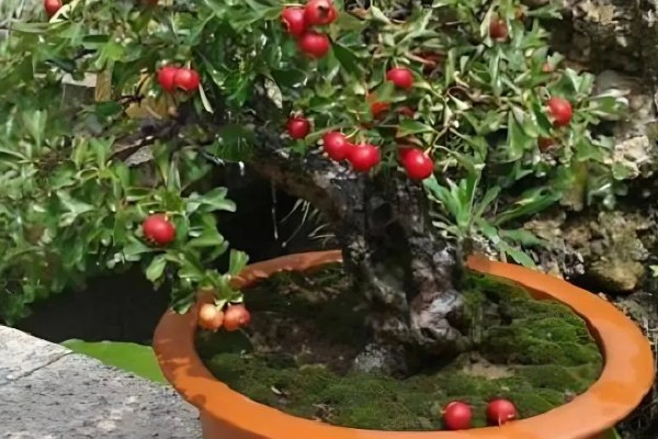 怎么种野山楂，播种前种子用开水烫洗5分钟